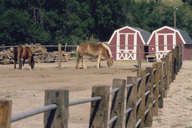 Castile Canyon Scientology School, horses at The Ranch